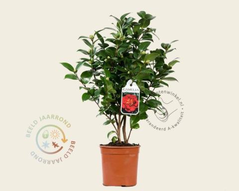 Foto van Camelia ‘Barbara Morgan’