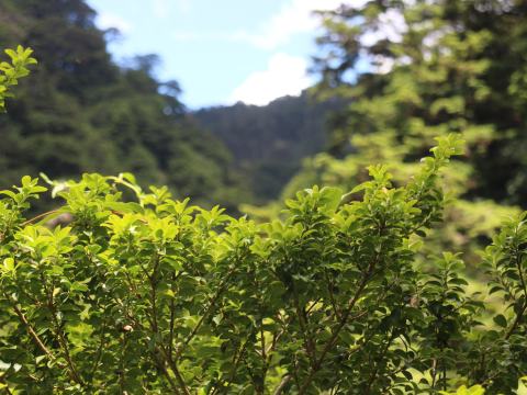 Foto van Chinese theehulst