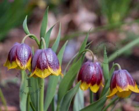 Foto van Kievitsbloem