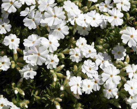 Foto van Vlambloem ‘Maischnee’