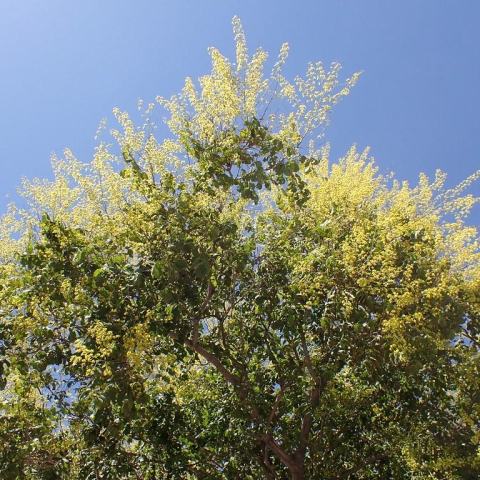 Foto van Gele zeepboom