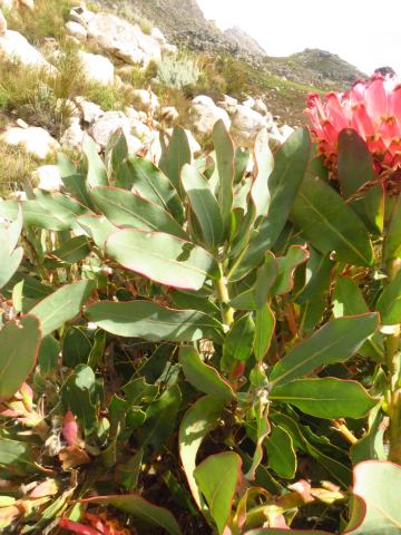 Foto van Wolbaardprotea