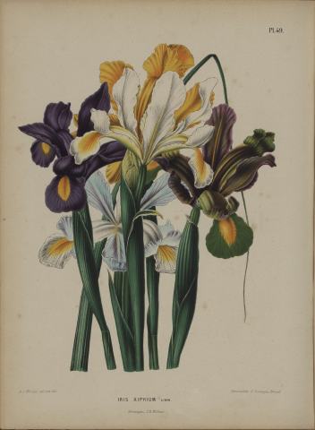 Foto van Spaanse iris