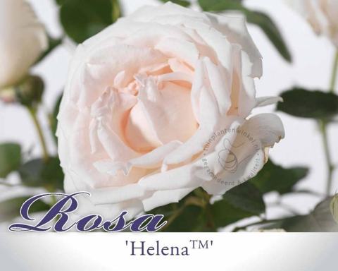 Foto van Klimroos ‘Helena’