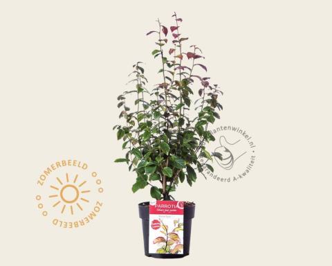 Foto van Vlamboom ‘Persian Spire’