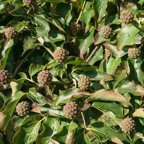 Foto van Cornus 'var. chinensis'