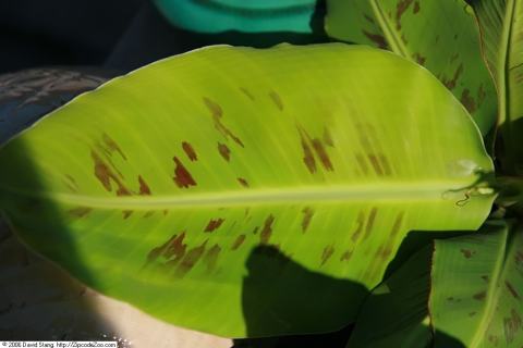 Foto van Musa 'Dwarf Cavendish'