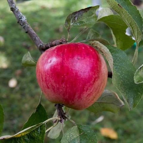 Foto van Malus 'Akane'