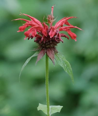 Foto van Gewone bergamotplant