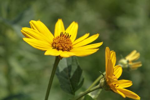 Foto van Zonneoog