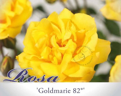 Foto van Trosroos ‘Goldmarie 82’