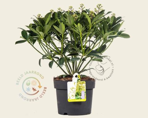 Foto van Skimmia (Mannelijk) ‘Fragrant Cloud’
