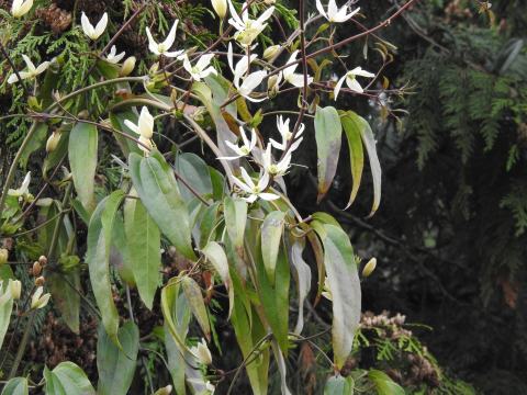 Foto van Wintergroene clematis