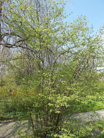 Foto van Corylus 'Heterophylla'