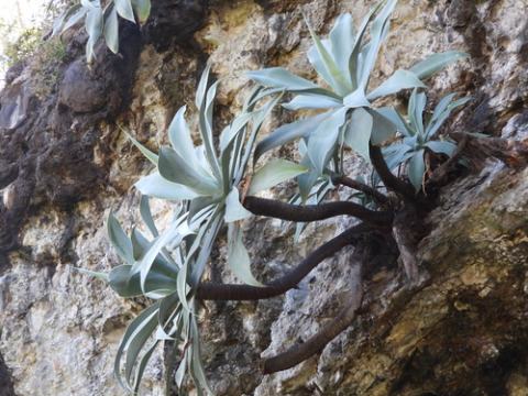 Foto van Drakenboom agave