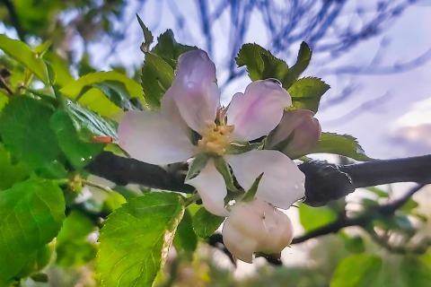 Foto van Wilde appel