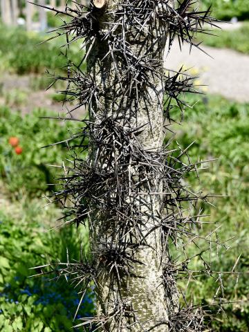 Foto van Kaspische gleditsia