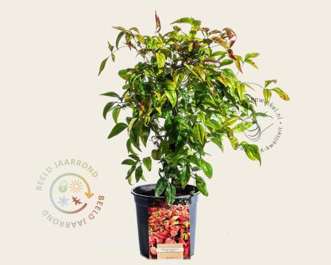 Foto van Hemelse bamboo ‘Firepower’