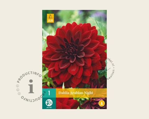Foto van Dahlia ‘Arabian Night’