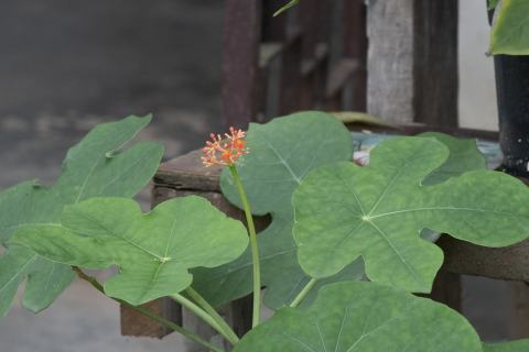 Foto van Flessenplant