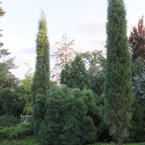 Foto van Fagus 'Dawyck Gold'