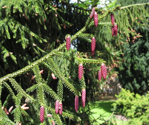 Foto van Oosterse spar ‘Aureospicata’