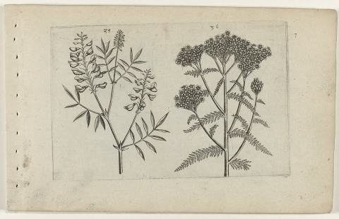 Foto van Achillea 'Pretty Belinda'