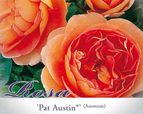 Foto van Grootbloemige trosroos ‘Pat Austin’