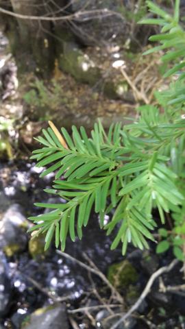 Foto van Chileense pruimtaxus