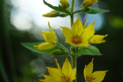 Foto van Lysimachia 'onbeken'