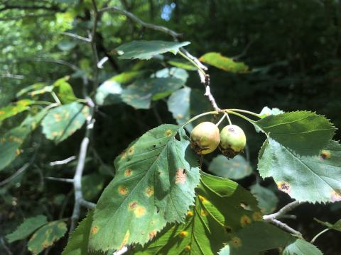 Foto van Scharlaken meidoorn