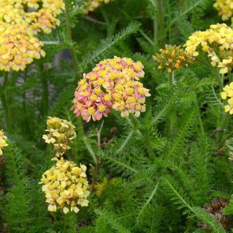 Foto van Achillea 'Terracotta'