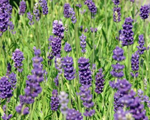 Foto van Lavendel ‘Hidcote’