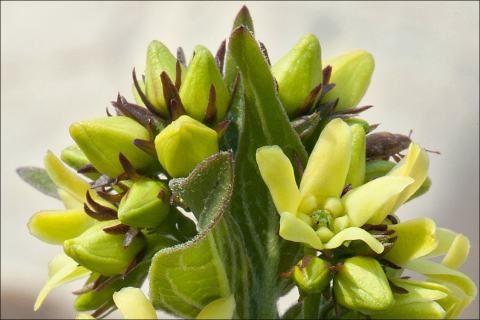 Foto van Witte engbloem