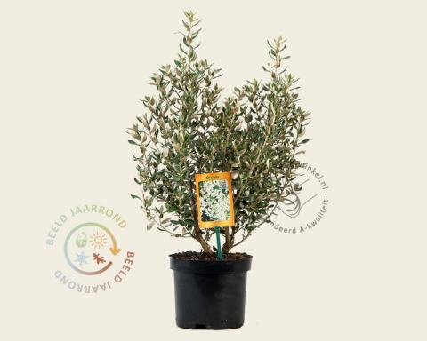 Foto van Olearia