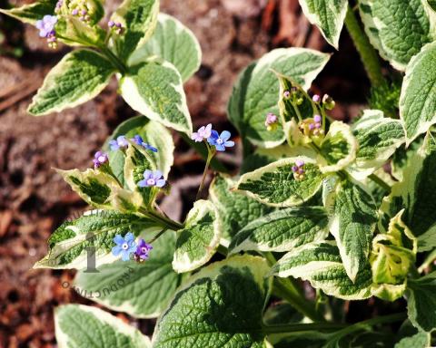 Foto van Kaukasisch vergeet-mij-nietje ‘Variegata’