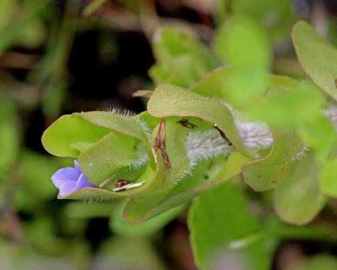 Foto van Blauwe waterhyssop