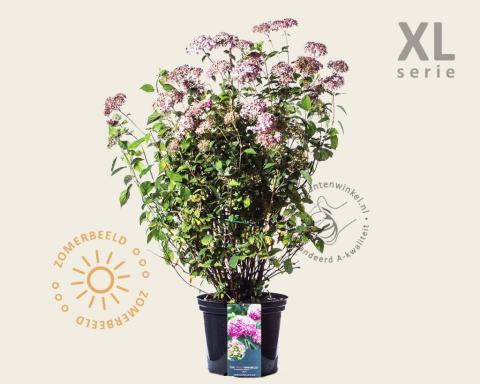 Foto van Hortensia roze annebelle ‘Invincibelle’