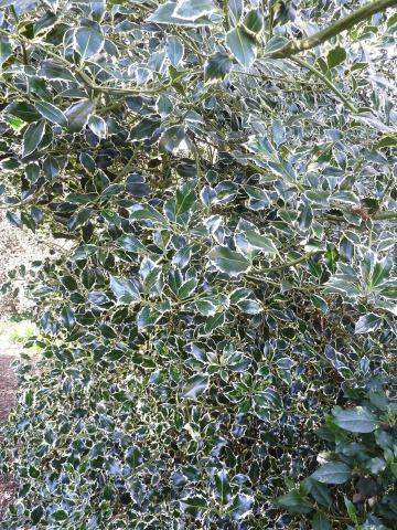 Foto van Ilex 'Argentea Marginata'