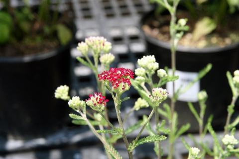 Foto van Achillea 'Summerwine'