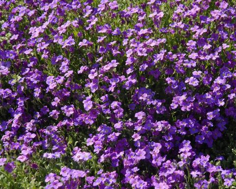Foto van Randjesbloem ‘Cascade Blue’