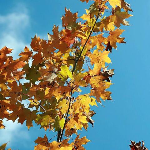 Foto van Acer 'Jeffersred'