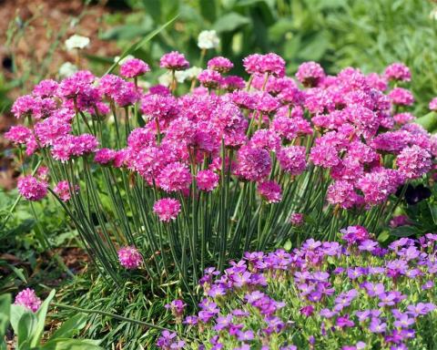 Foto van Engels gras ‘Splendens’