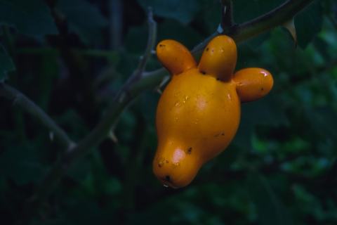 Foto van Tepelfruit