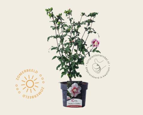 Foto van Altheastruik ‘Starburst Chiffon’