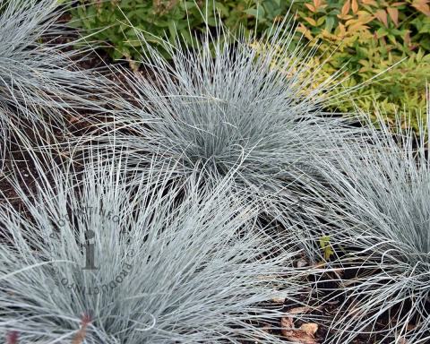 Foto van Blauw schapengras ‘Elijah Blue’