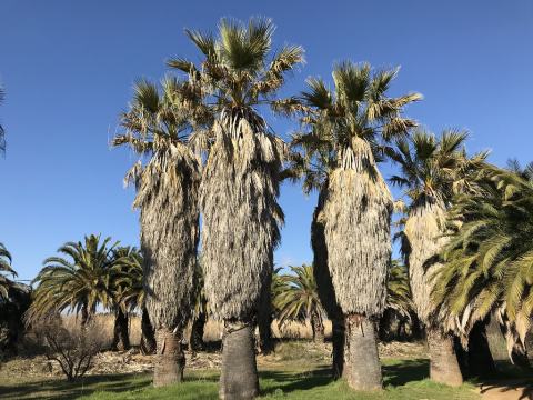 Foto van Washingtonia 'onbkend'