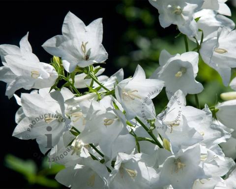Foto van Perzikbladklokje ‘Alba’