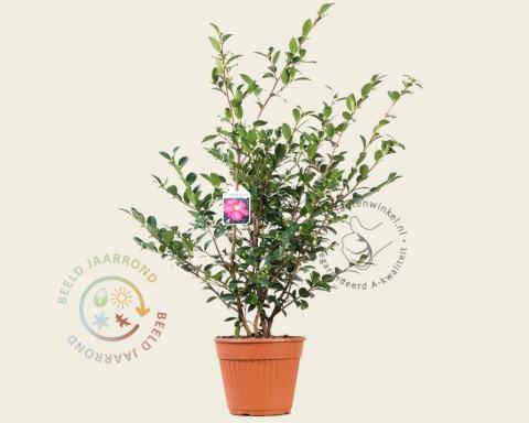 Foto van Herfstcamellia ‘Kanjiro’