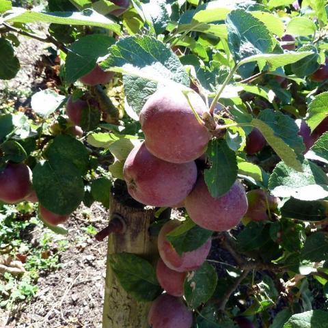 Foto van Malus 'Spartan'